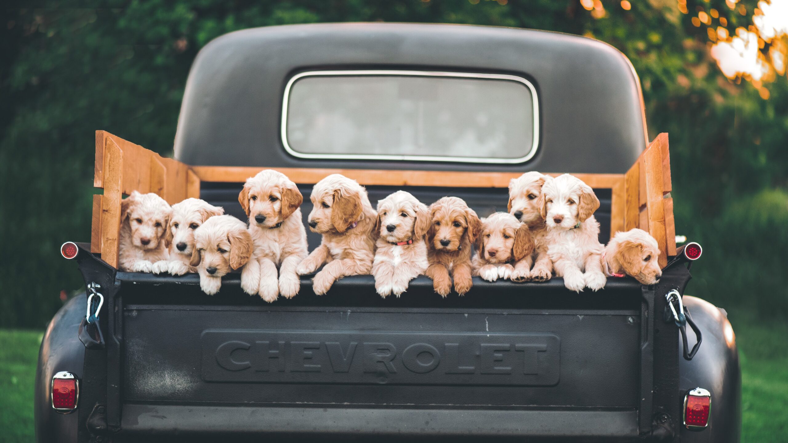 puppies chevrolet